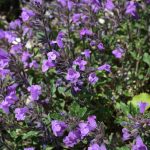 Ce proprietăți are ceaiul de cimbrișor pentru tuse