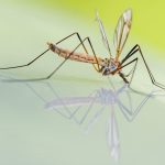 Ce trebuie să faci dacă ai alergie la înțepăturile de insecte